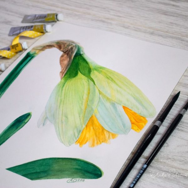 Daffodil painting