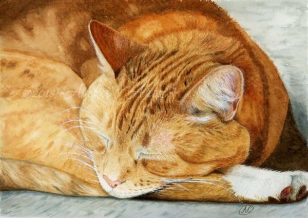 ginger cat watercolour painting